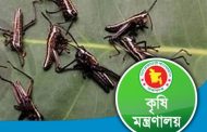 টেকনাফে ঘাসফড়িংসদৃশ পোকা নিয়ে আতঙ্কের কিছু নেই : কৃষি মন্ত্রণালয়