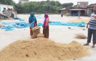 সরকারি গুদামে ধান বিক্রিতে আগ্রহ নেই চাষিদের
