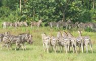 সাফারি পার্কে ৯ জেব্রার মৃত্যুর কারণ উদঘাটন