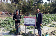 নওগাঁয় বিদেশি সবজি স্কোয়াশ চাষে মিলছে সাফল্য