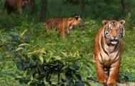আজ সুন্দরবন দিবস