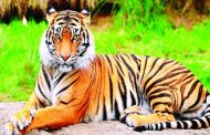 সুন্দরবনে বাঘ আছে ১১৪টি: পরিবেশমন্ত্রী