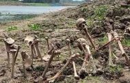 কপোতাক্ষ নদ খননের সময় গণকবরের সন্ধান