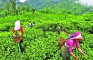 কাজে ফিরেছেন চা শ্রমিকরা