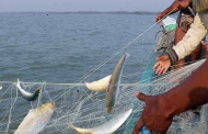 মধ্যরাত থেকে ২২ দিন ইলিশ ধরা ও বিক্রি বন্ধ