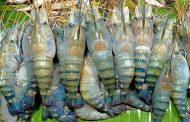 ইউরোপে চিংড়ি রপ্তানি কমেছে