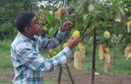 আম রফতানি বৃদ্ধিতে প্রস্তুত ৯৯০টি বাগান
