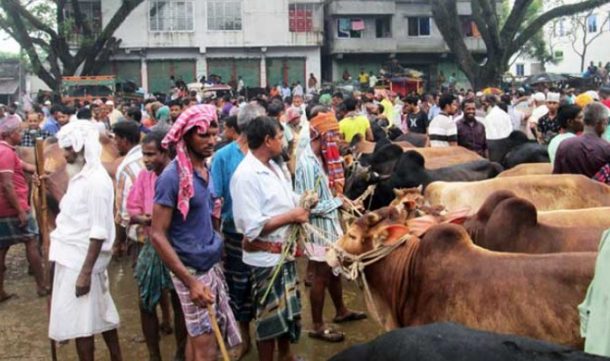 কোরবানির পশুর হাট সারাদেশে জমে উঠছে