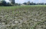 কুড়িগ্রামে বন্যায় আমনের ব্যাপক ক্ষতি