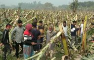 মেহেরপুরে ৬ বিঘা জমির কলা গাছ কেটে দিল দুর্বৃত্তরা