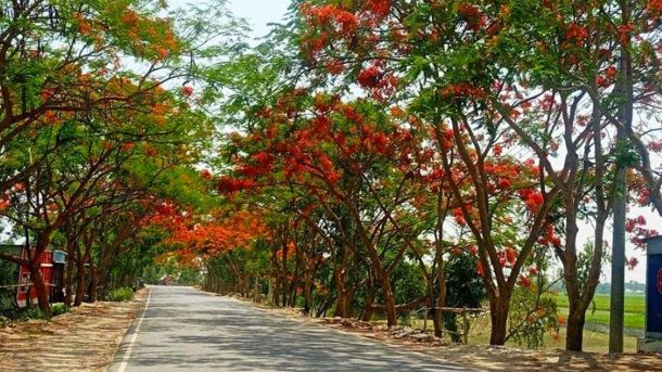 দৌলতদিয়া মহাসড়ক সেজেছে লাল কৃষ্ণচূড়ায়