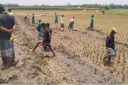 কুমিল্লায় নিজেরাই রাস্তা তৈরি করছেন গ্রামবাসী