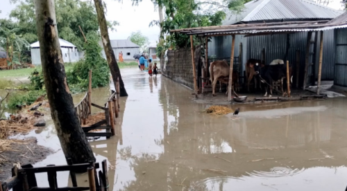 লালমনিরহাটে তিস্তার পানি বিপদসীমার ওপরে, নিম্নাঞ্চল প্লাবিত