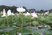 কিশোরগঞ্জের কাতনি বিলে ফুটেছে হাজার হাজার পদ্ম