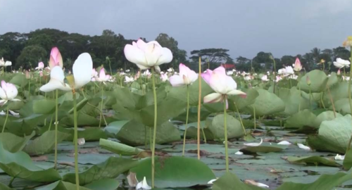 কিশোরগঞ্জের কাতনি বিলে ফুটেছে হাজার হাজার পদ্ম