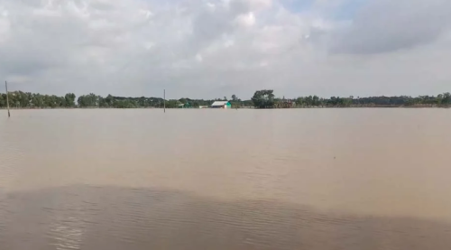 বন্যায় ফেনীর মৎস্য ও প্রাণিসম্পদ খাতে ক্ষতি ৩৯১ কোটি টাকা