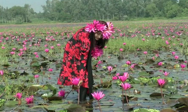 টাঙ্গাইলে নতুন পর্যটন স্পট / মুগ্ধতা ছড়াচ্ছে লাল শাপলা