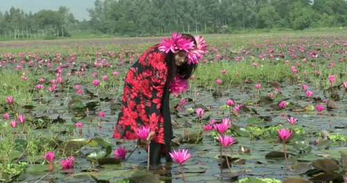 টাঙ্গাইলে নতুন পর্যটন স্পট / মুগ্ধতা ছড়াচ্ছে লাল শাপলা