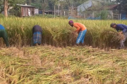 আগাম আমন ধানের ভালো ফলনে খুশি কৃষক