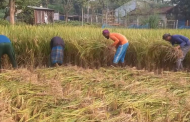 আগাম আমন ধানের ভালো ফলনে খুশি কৃষক