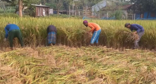 আগাম আমন ধানের ভালো ফলনে খুশি কৃষক