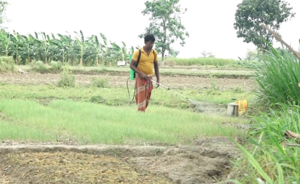 স্বাস্থ্যঝুঁকিতে মেহেরপুরের কৃষকরা