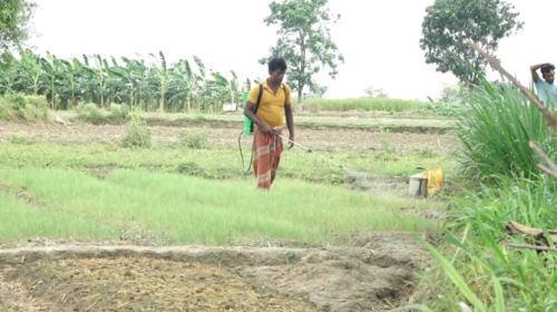 স্বাস্থ্যঝুঁকিতে মেহেরপুরের কৃষকরা