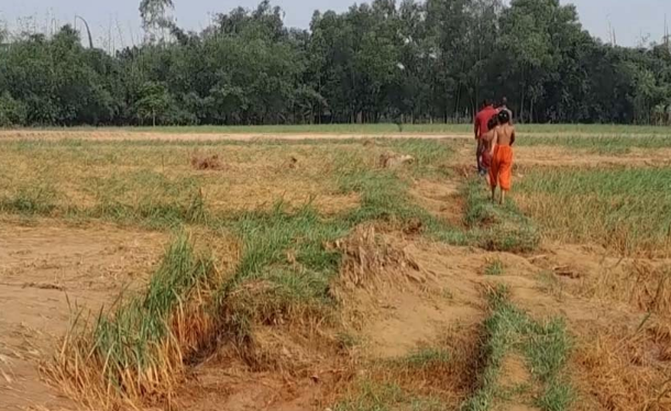 বন্যায় দীর্ঘমেয়াদী ক্ষতির মুখে শেরপুরের তিন উপজেলার কৃষকরা