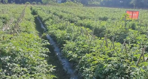 হাওরে কলম পদ্ধতিতে টমেটো চাষে সাফল্য