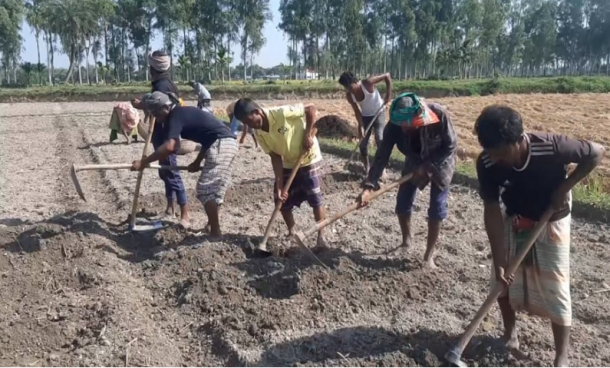 যে সঙ্কটে আছেন জয়পুরহাটের আলুচাষীরা