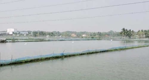 খুলনায় মংস্য খাতে ক্ষতি ২৬২ কোটি টাকা