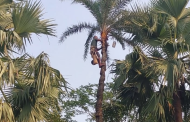 হারিয়ে যাচ্ছে শরীয়তপুরের ঐতিহ্যবাহী খেজুরের রস