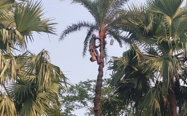 হারিয়ে যাচ্ছে শরীয়তপুরের ঐতিহ্যবাহী খেজুরের রস