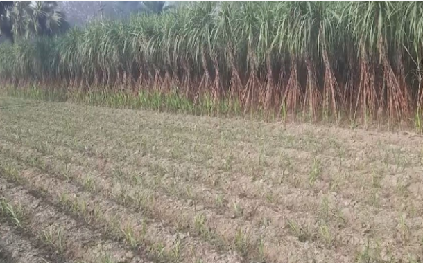 জনপ্রিয় হচ্ছে অন্য ফসলের সাথে আখের চাষ