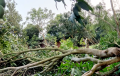 খাগড়াছড়িতে কালবৈশাখী ঝড়ে আমের ব্যাপক ক্ষতি