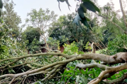 খাগড়াছড়িতে কালবৈশাখী ঝড়ে আমের ব্যাপক ক্ষতি