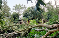 খাগড়াছড়িতে কালবৈশাখী ঝড়ে আমের ব্যাপক ক্ষতি