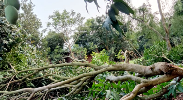 খাগড়াছড়িতে কালবৈশাখী ঝড়ে আমের ব্যাপক ক্ষতি