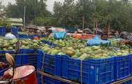 কাঙ্ক্ষিত দাম না পেয়ে হতাশ চাঁপাইনবাবগঞ্জের আমচাষিরা
