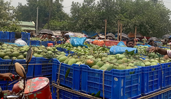 কাঙ্ক্ষিত দাম না পেয়ে হতাশ চাঁপাইনবাবগঞ্জের আমচাষিরা