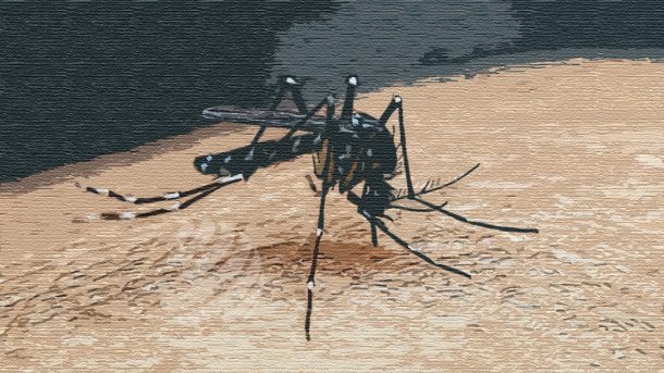 ডেঙ্গু আক্রান্ত হয়ে আরো ৪২৯ জন হাসপাতালে