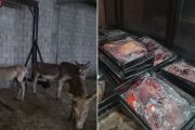 পাকিস্তানে গোপন কসাইখানা থেকে ৫০টি গাধা ও ১০০০ কেজি গাধার মাংস জব্দ