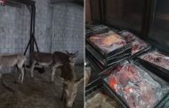 পাকিস্তানে গোপন কসাইখানা থেকে ৫০টি গাধা ও ১০০০ কেজি গাধার মাংস জব্দ