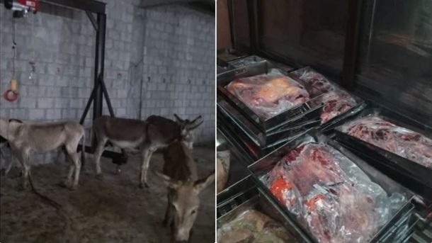 পাকিস্তানে গোপন কসাইখানা থেকে ৫০টি গাধা ও ১০০০ কেজি গাধার মাংস জব্দ