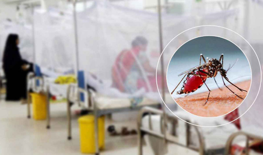 ডেঙ্গু নিয়ে হাসপাতালে ভর্তি আরো ৪১৩