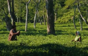 চা শ্রমিকদের ভেতরের গল্প দেখাবে ‘চা গরম’