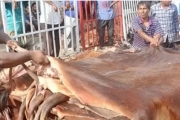 কোরবানির চামড়ার ন্যায্যমূল্য নির্ধারণে আন্তঃমন্ত্রণালয় কমিটি গঠন