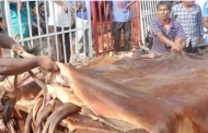 কোরবানির চামড়ার ন্যায্যমূল্য নির্ধারণে আন্তঃমন্ত্রণালয় কমিটি গঠন