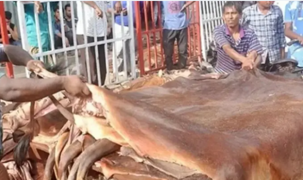কোরবানির চামড়ার ন্যায্যমূল্য নির্ধারণে আন্তঃমন্ত্রণালয় কমিটি গঠন