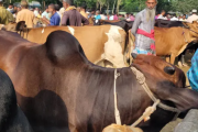 ঈদের আগে ভারতীয় গরু ঢোকার শঙ্কায় শেরপুরের খামারিরা